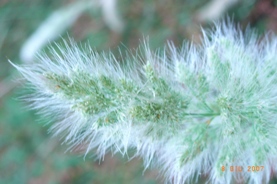 Polypogon monspeliensis